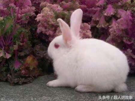 保家仙青龙仙,保家仙供鸡头的摆放位置