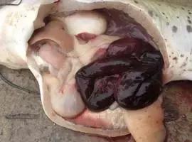 鱼类败血症病原,鱼类败血症的症状