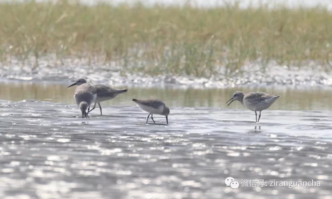 防城港山心沙岛和山新沙滩,防城港三口浪山心沙岛