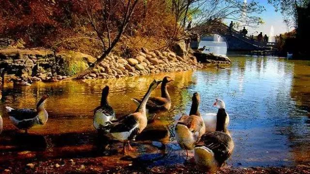 北京各区16处免费森林公园,森林公园北京有几个