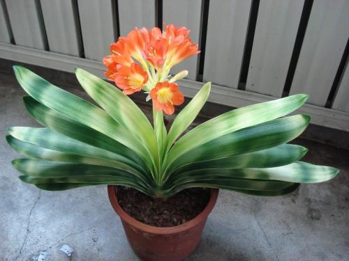 君子兰怎么才能一盆分10盆,君子兰一刀变10盆