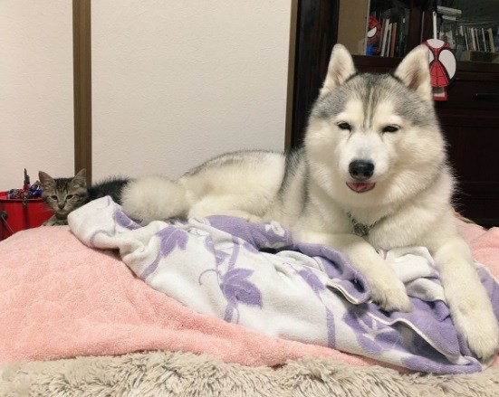 二哈把猫咪按在枕头底下,猫咪的窝被两只狗狗霸占