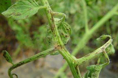 西红柿果实病害图谱大全及病名字,西红柿常见27种病害图片