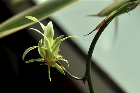 姘村煿鍗峰彾鍚婂叞,閲戦奔鍚婂叞姘村煿