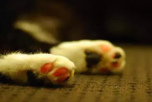 猫咪的肉垫可以萌到什么程度,猫咪的小肉垫起什么作用