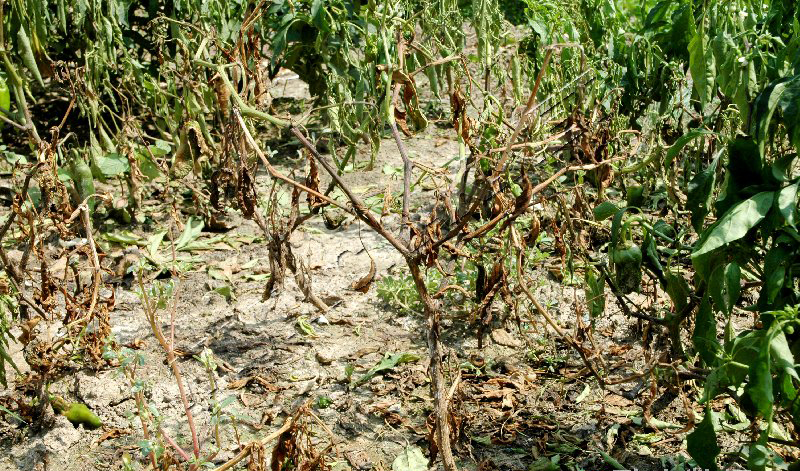 危害辣椒的主要病害有哪些,辣椒四大病害