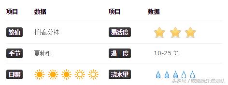 蓝鸟景天科多肉,米兰达景天科拟石莲属多肉植物