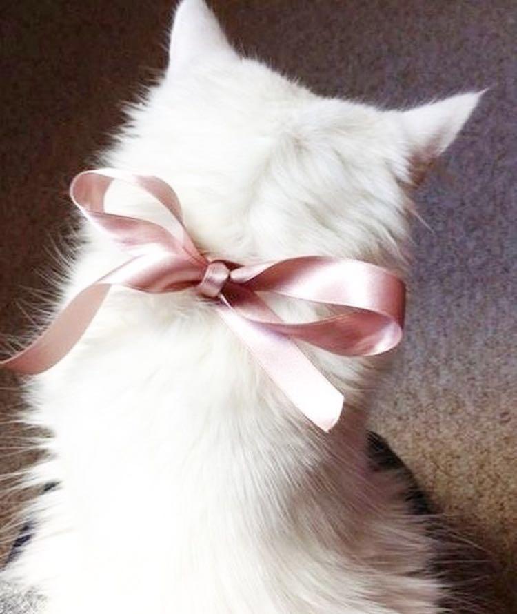 pauljoesister,pauljoe鐚挭