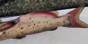 鱼类败血症,鱼病毒性败血症