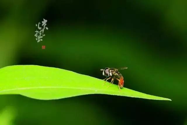 二十四节气惊蛰是哪一天,二十四节气惊蛰怎么画