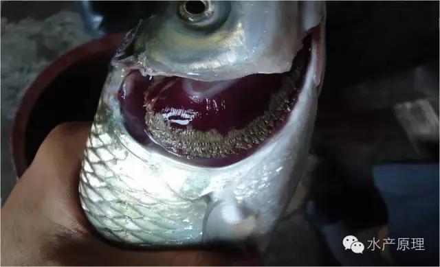 鱼类烂鳃病症状,鱼类烂鳃病致病机理