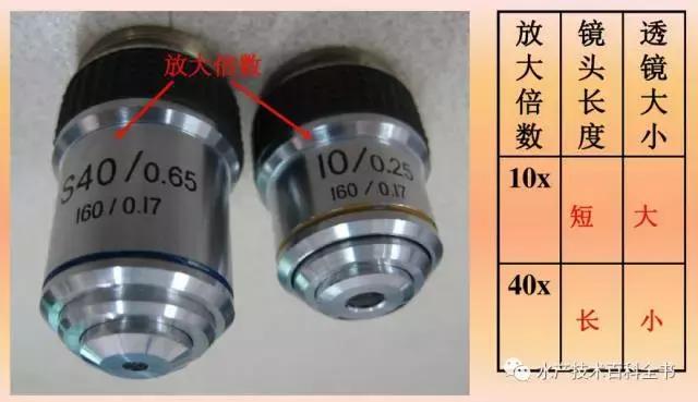 普通光学显微镜的使用方法教程,光学显微镜成像原理及图解