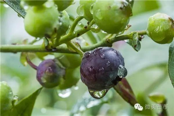 来芒市撒野‖咂蓝莓啖杨梅“二Mei”齐登场