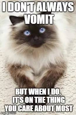 猫咪最容易得的十大疾病,猫咪常见十大疾病