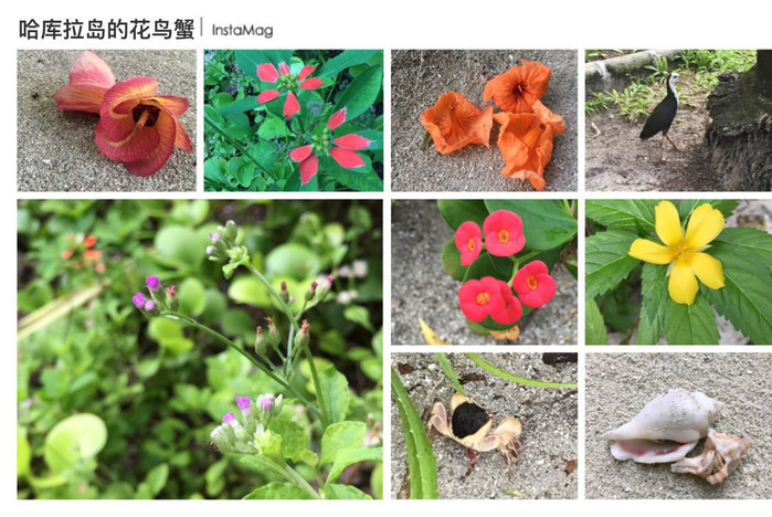 美丽的马尔代夫视频音乐,马尔代夫哈拉微莉岛游记