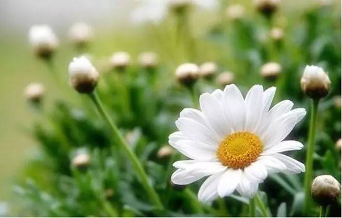 中药小故事180篇,中药小故事大全300个字