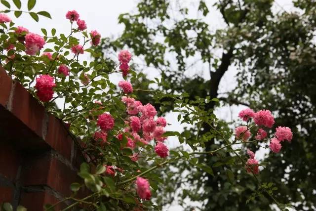 爬墙玫瑰月季与蔷薇区别,怎样区分蔷薇月季玫瑰