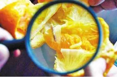 会存在小白虫的水果都有哪些,什么水果里面有小白虫