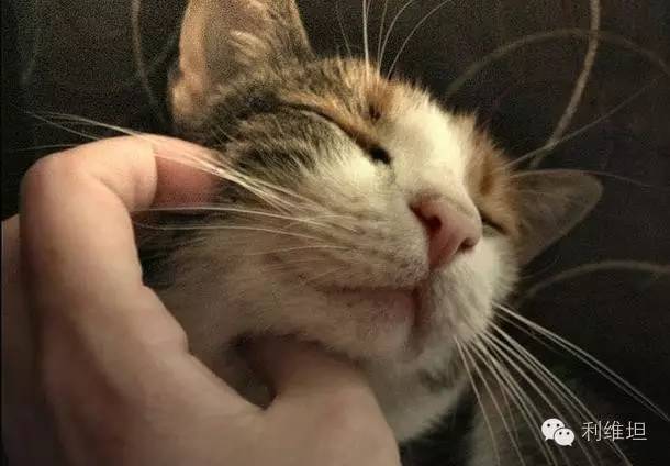 别以为猫咕噜就一定很爽（猫震动）