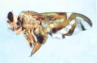 会存在小白虫的水果都有哪些,什么水果里面有小白虫