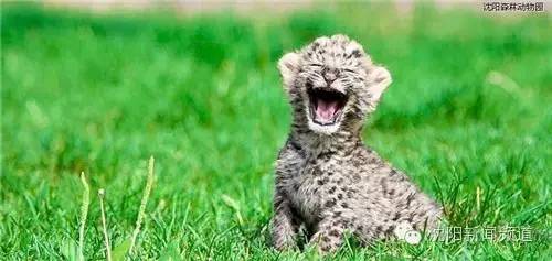 沈阳游玩攻略两天一夜带孩子,沈阳周末游玩好去处