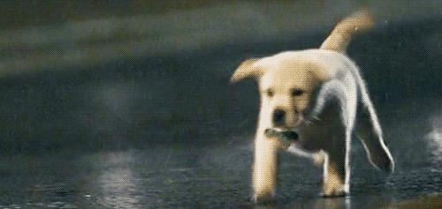 閫佺嫍鐙楀涓ソ浜哄骞夸笢,鏇跨嫍鐙楁壘鍒板ソ浜哄