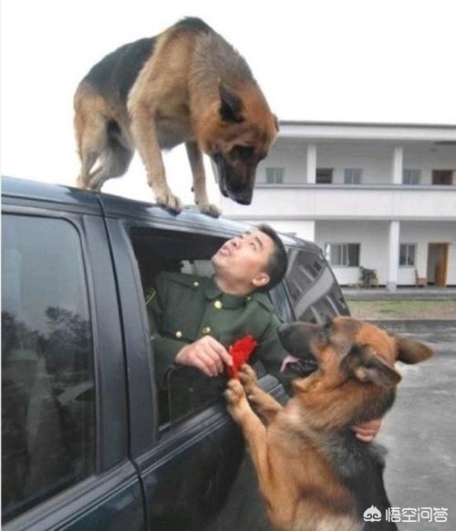 閫佺嫍鐙楀涓ソ浜哄骞夸笢,鏇跨嫍鐙楁壘鍒板ソ浜哄