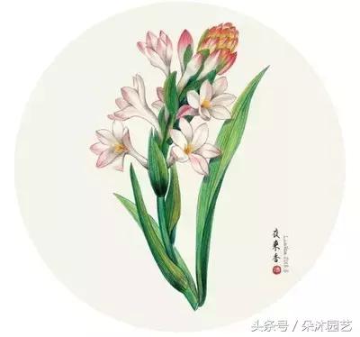 风水知识大全院子里的树,庭院里的植物风水禁忌