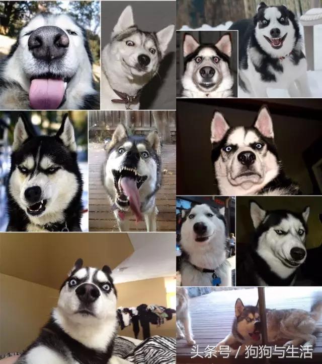 哈士奇西伯利亚俄罗斯,哈士奇西伯利亚雪橇犬