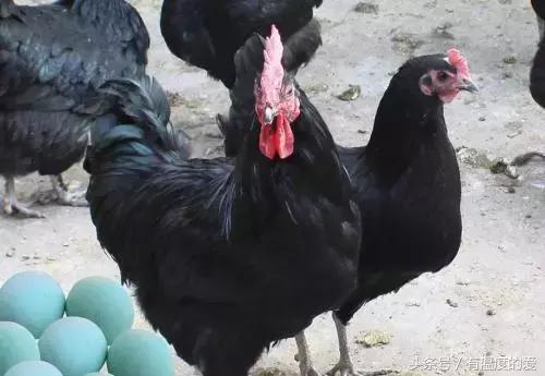 黑羽绿壳蛋鸡产蛋量,高产黑羽绿壳蛋鸡品种