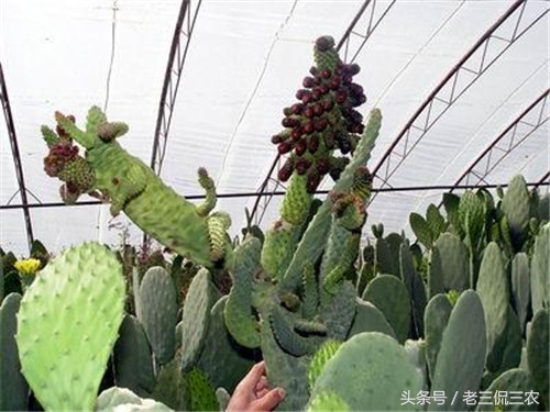 农村致富都有哪些好项目,农村5个致富项目