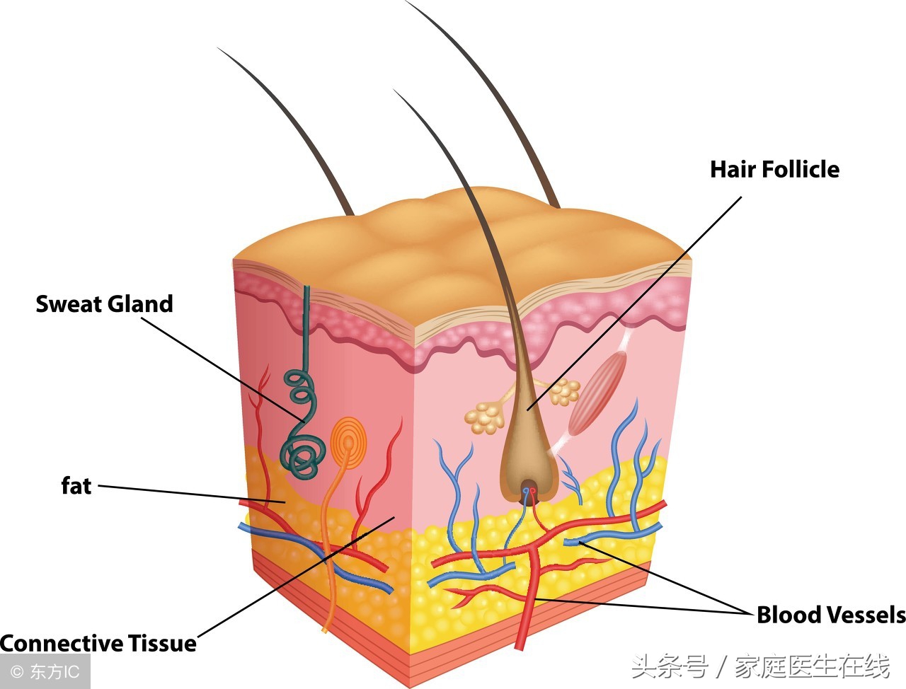 脚部裂开口子是怎么回事,脚部老是脱皮是什么原因