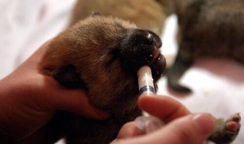 小奶狗最后一次吃奶,小奶狗不吸奶瓶怎么办