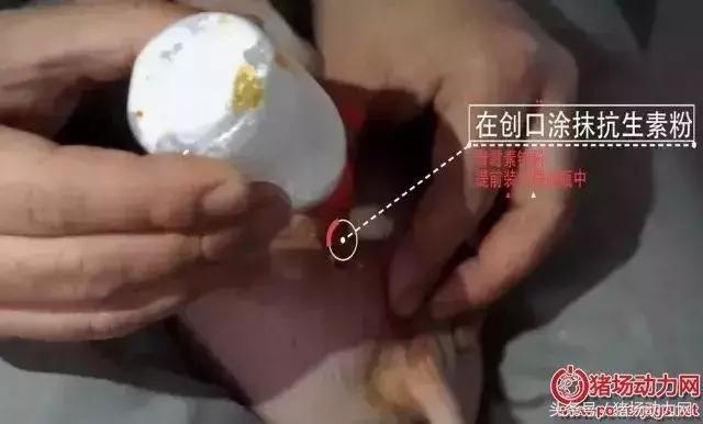 阉仔猪要打什么针,仔猪阉猪手术的过程流血怎么办呢