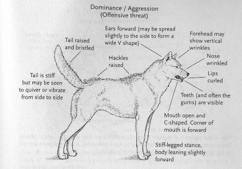 掌握狗的语言交流