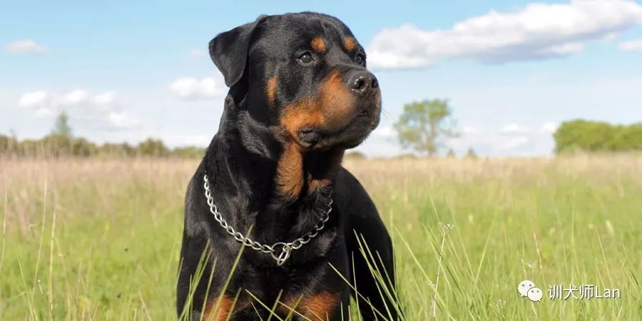 任劳任怨的工作犬,慢热谨慎的肌肉男——罗威纳犬