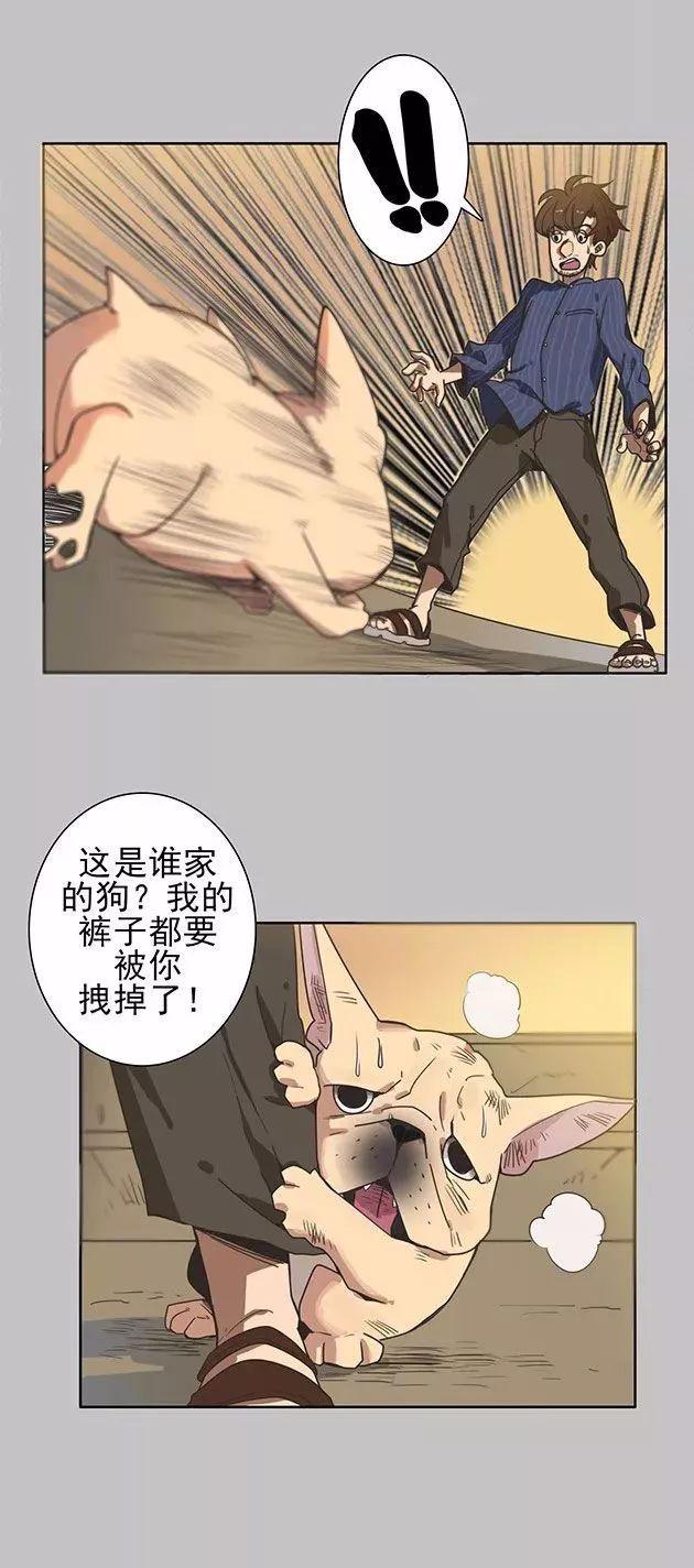 巴哥犬铲屎官漫画,铲屎官的搞笑漫画