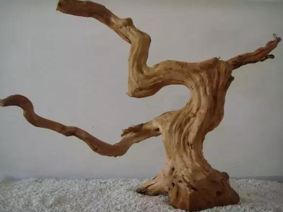 杜鹃根的采集和处理方法-水草缸造景