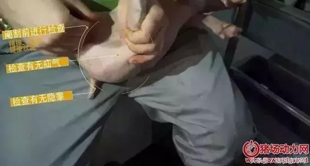 阉仔猪要打什么针,仔猪阉猪手术的过程流血怎么办呢