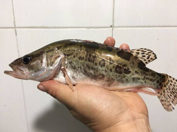 上鱼率最高的调漂,上鱼率100%的钓鱼方法