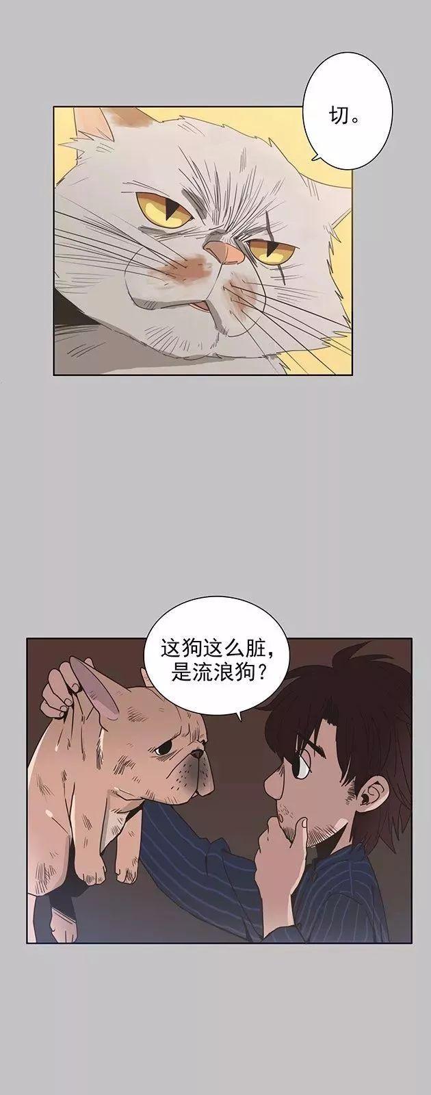 猫和铲屎官的日常生活漫画,铲屎官的搞笑漫画