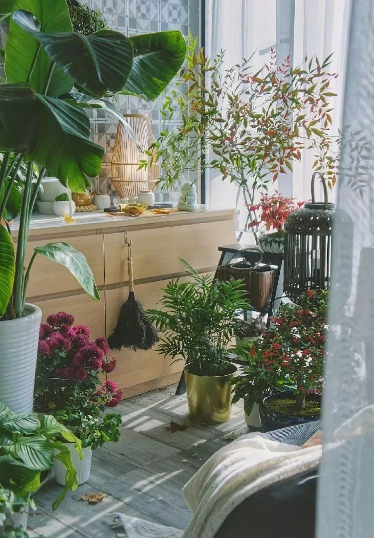 Mu指南|7种家居风格与完美植物搭配