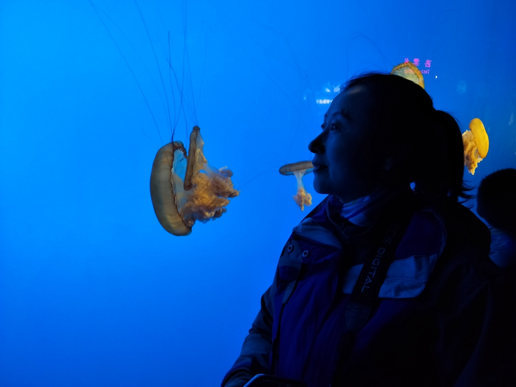 北京南到太平洋海底世界,走进太平洋海底世界视频