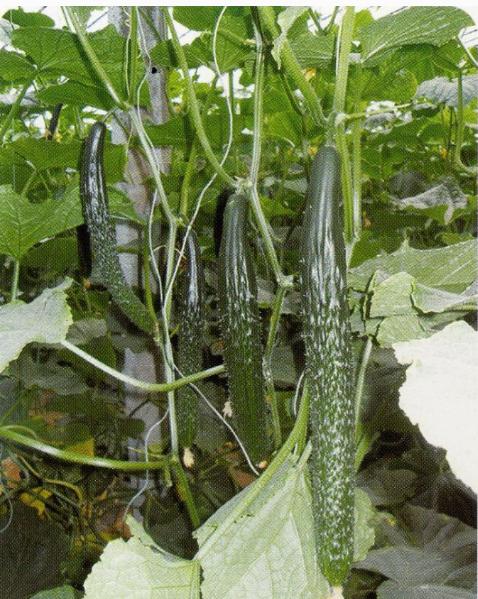 选黄瓜窍门,选择好的黄瓜