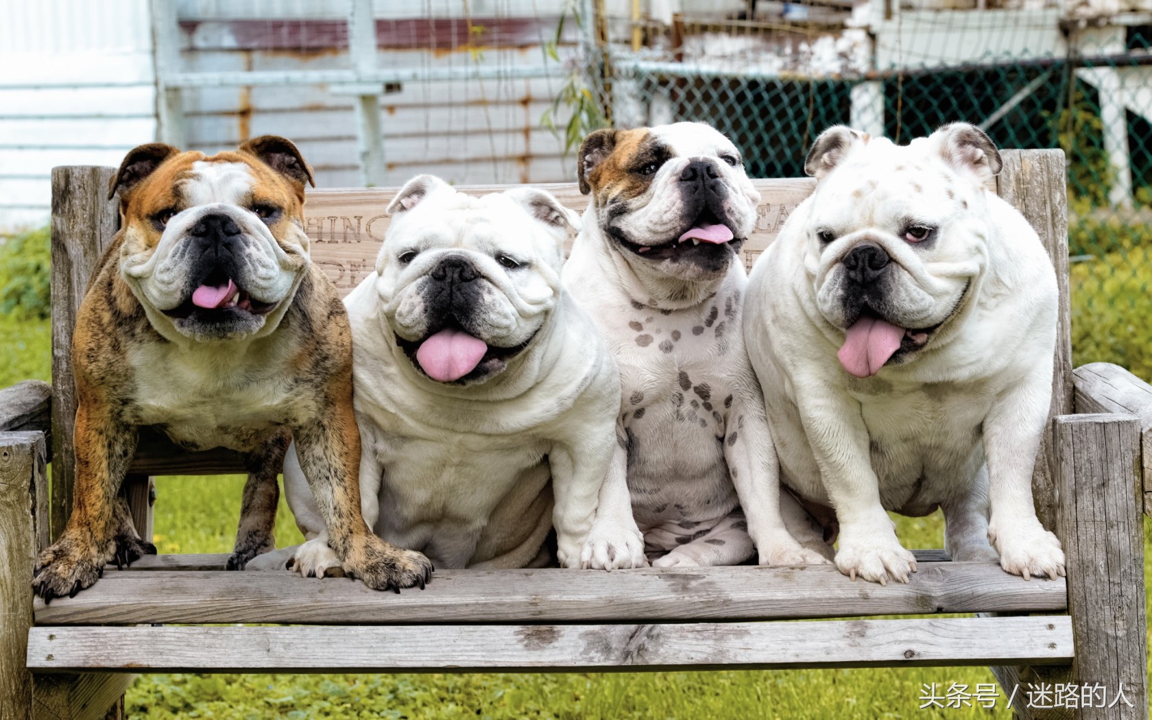 正宗的英国斗牛犬,人类的好朋友除了青蛙还有什么