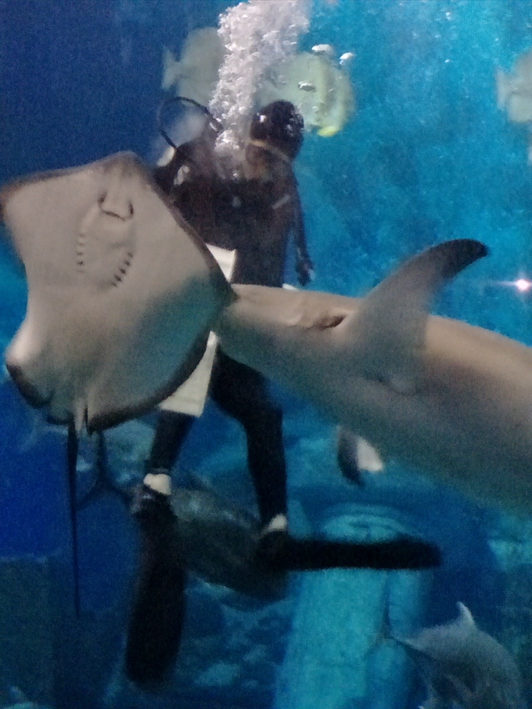 北京南到太平洋海底世界,走进太平洋海底世界视频