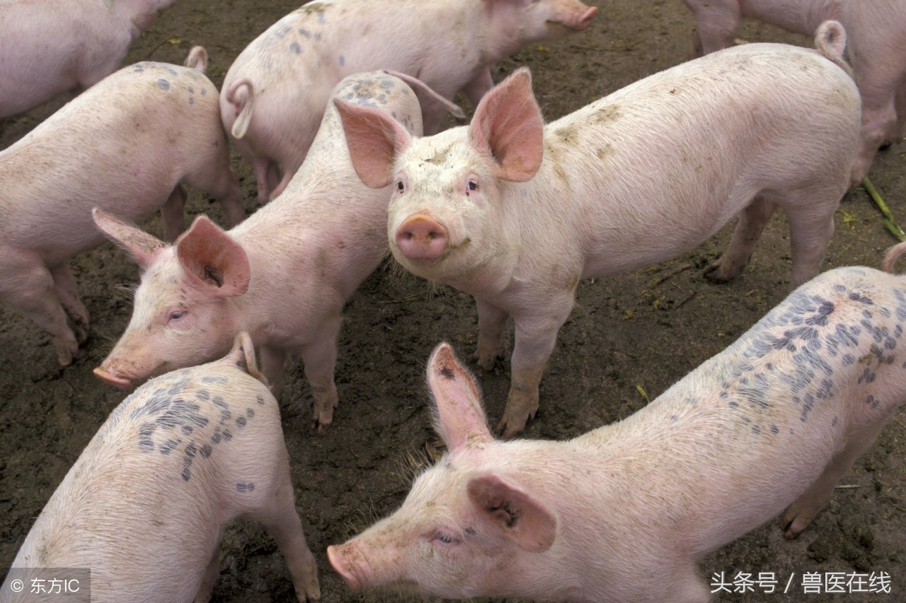 霉菌毒素对养殖场的危害,霉菌毒素对猪的危害有多大
