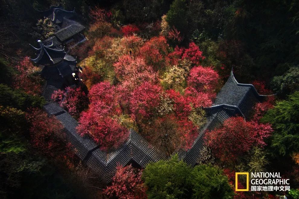 错过需再等一年！来南京看万株梅花海“淡粉宫妆”！