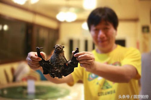 去帕劳旅游自由行行程,帕劳旅游景区行程