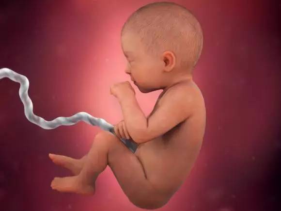 孕宝宝发育图1-40周动画,胎宝宝发育视频纪录片